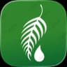 Melaleuca